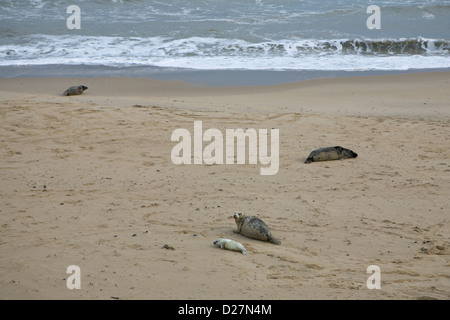 Strand am Meer Palling, Norfolk, Ende November mit Kegelrobben und ihre Welpen (Halichoerus Grypus) Stockfoto