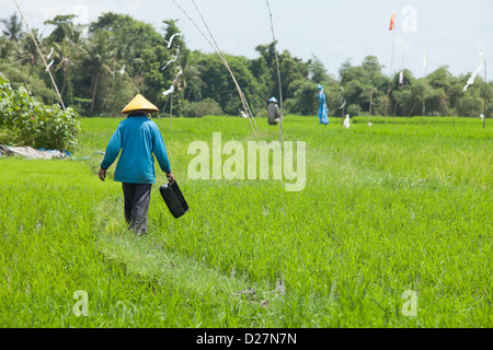 BALI - FEBRUAR 15. Landwirt arbeiten in Reisfeldern am 15. Februar 2012 in Bali, Indonesien. Stockfoto