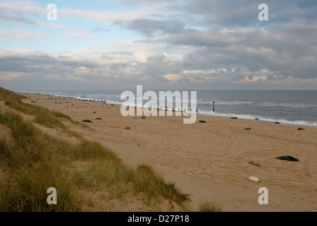 Strand am Meer Palling, Norfolk, Ende November mit Kegelrobben und ihre Welpen (Halichoerus Grypus) Stockfoto