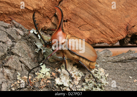 Eine männliche Nashornkäfer auf einem Baumstamm bedeckt im Moos in Cotacachi, Ecuador Stockfoto