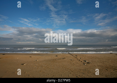 Strand am Sea Palling, Norfolk, mit Kegelrobben und jungen Robbenjungen / Halichoerus grypus Stockfoto