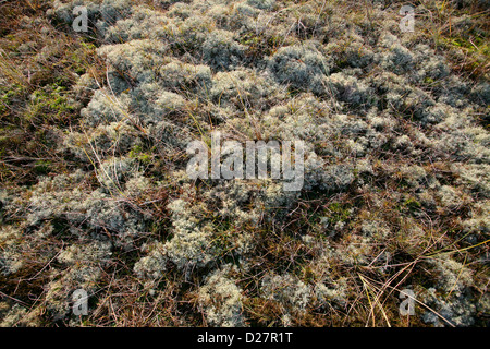 Rentierflechte mit Segen, Gräsern und Moos (Cladonia portentosa) Stockfoto