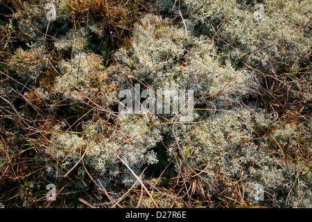 Rentierflechte (Cladonia portentosa) mit Segen, Gräsern und Moos Stockfoto