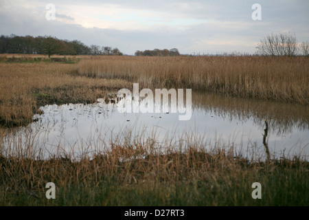 Marschland im nationalen Naturreservat Hickling Broad, Norfolk Broads, UK Stockfoto