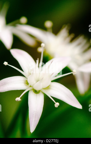 Blüte von der jade-Anlage Freundschaft Baum oder Efeutute Crassula ovata Stockfoto