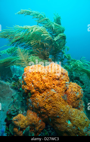 Weichkorallen Unterwasser, Bayahibe, Dominikanische Republik Stockfoto