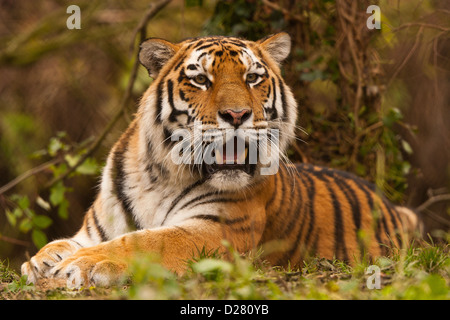 Sibirischen/Amur-Tiger (Panthera Tigris Altaica) im Unterholz liegend Stockfoto