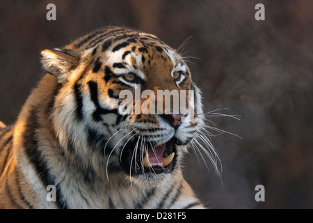 Sibirischen/Amur-Tiger (Panthera Tigris Altaica) sitzen und Gähnen mit Atem-Dampf Stockfoto
