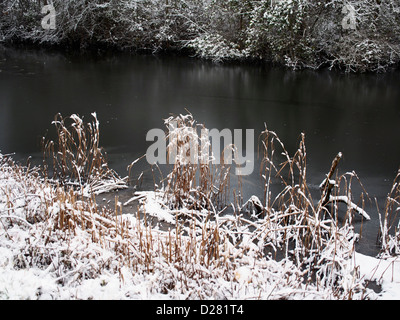 Verschneite Schilf neben gefrorenen Teich Stockfoto