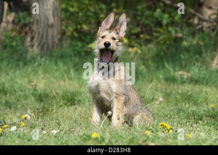 Berger Picard / Picardie Schäferhund Hund Welpe Gähnen Stockfoto