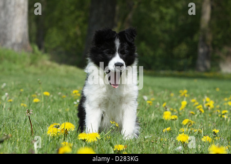 Hund Border Collie Welpen Gähnen auf einer Wiese Stockfoto