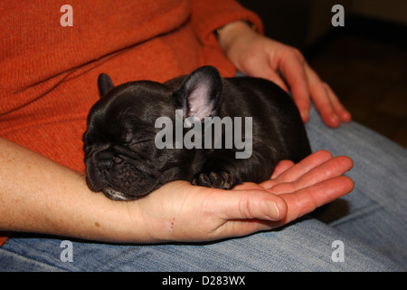 Französische Bulldogge Hund / Bouledogue Français gestromte Welpen schlafen auf der Seite seines Meisters Stockfoto