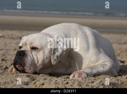 American Bulldog Hund / Bully Erwachsenen schlafen am Strand Stockfoto