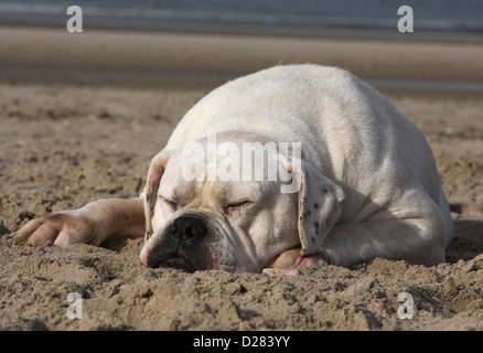 American Bulldog Hund / Bully Erwachsenen schlafen am Strand Stockfoto