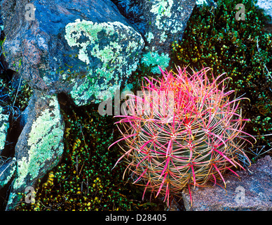 Barrel Kakteen sind eingestuft in die zwei Gattungen Echinocactus und Ferocactus, beide in den Wüsten des Südwestens gefunden werden. Stockfoto