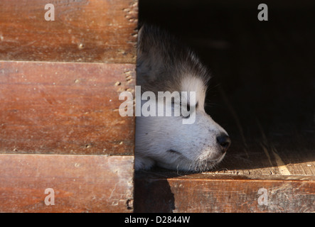 Hund Alaskan Malamute Welpen schlafen in eine Hundehütte Stockfoto