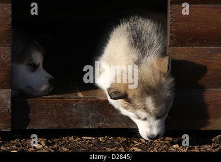 Hund Alaskan Malamute Welpen schlafen in eine Hundehütte Stockfoto