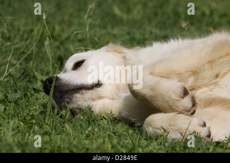 Hund Golden Retriever Welpe, liegend auf dem Rasen Stockfoto