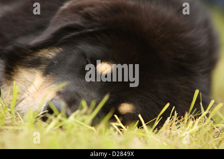 Tibet-Dogge Hund /-Khyi / Tibetdogge Erwachsenen schlafen auf einer Wiese Stockfoto