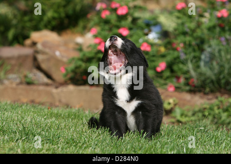 Hund Border Collie Welpen in einem Garten Gähnen Stockfoto