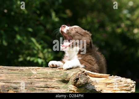 Hund Border Collie Welpen Gähnen liegend auf einem Holz Stockfoto