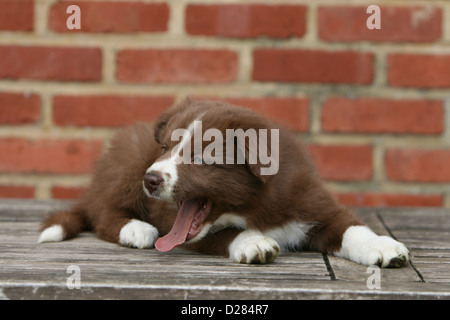 Hund Border Collie Welpen Gähnen auf einem Tisch Stockfoto