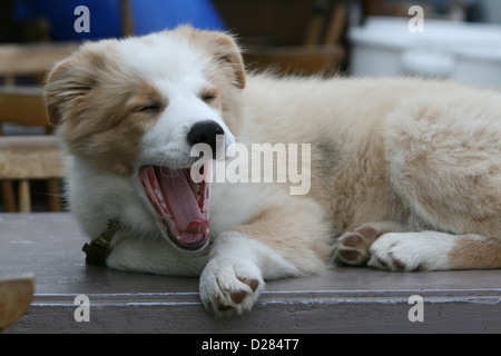 Hund Border Collie Welpen Gähnen auf einem Tisch Stockfoto