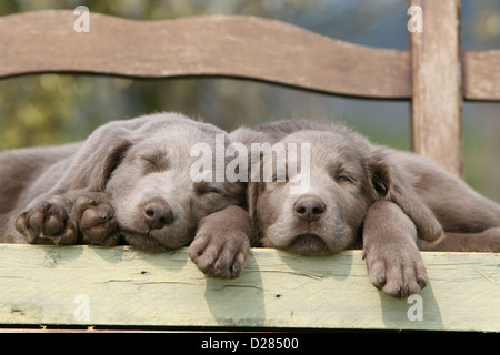 Hund zwei Weimaraner Welpen schlafen auf einer Bank Stockfoto