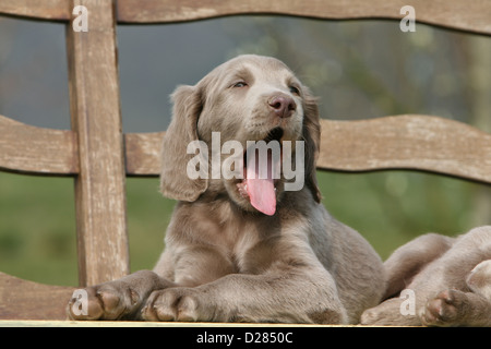 Weimaraner Langhaar Hund / Welpe Gähnen auf einer Bank Stockfoto