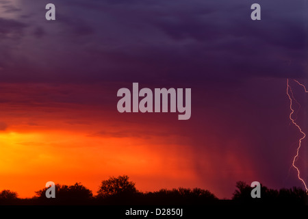 Dramatische Sonnenuntergänge/Sonnenaufgänge in der Sonora-Wüste von Arizona. USA-Maricopa County. Stockfoto