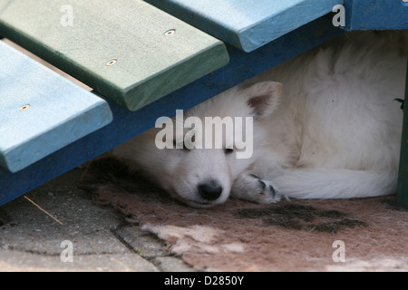 Weißer Schweizer Schäferhund / Berger Blanc Suisse Welpen schlafen unter einem Hindernis Agilität Stockfoto