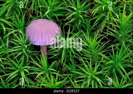 Amethyst Betrüger Pilz (Lacktrichterling Amethystina / Lacktrichterling Amethystea) unter Moos im herbstlichen Wald Stockfoto