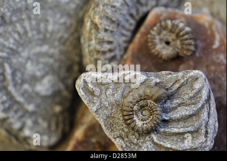 Ammoniten Fossilien (Promicroceras Planicosta) auf dem Kiesstrand, Lyme Regis entlang der Jurassic Coast, Dorset, Südengland, Großbritannien Stockfoto