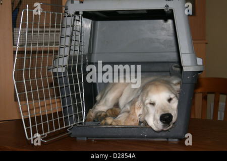 Hund Golden Retriever Welpe schlafend in einem Transportkäfig Stockfoto
