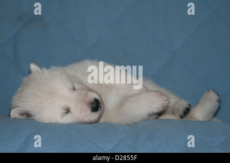 Weißer Schweizer Schäferhund / Berger Blanc Suisse Welpen schlafen auf Decke Stockfoto