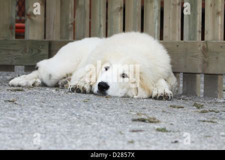 Pyrenäen-Berg Hund Welpe ist müde Stockfoto