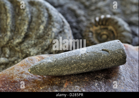 Fossilien, wie fossile Wächter der Belemniten und Ammoniten am Kiesstrand in der Nähe von Lyme Regis, Jurassic Coast, Dorset, England, UK Stockfoto