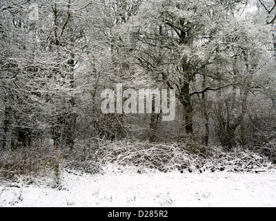 Wald-Rand im Schnee Cambridgeshire Stockfoto