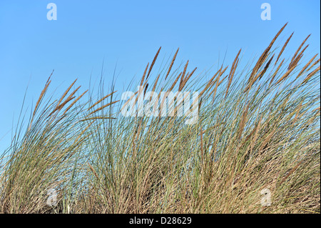 Europäische Dünengebieten Grass / Strand Rasen / Strandhafer (Ammophila Arenaria) wächst als Pionierarten entlang der Nordseeküste Stockfoto