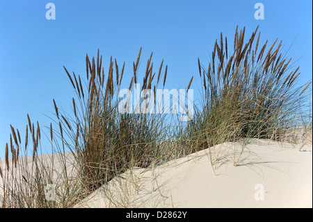 Europäische Dünengebieten Grass / Strand Rasen / Strandhafer (Ammophila Arenaria) wächst als Pionierarten entlang der Nordseeküste Stockfoto