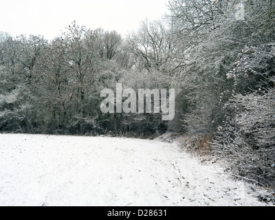 Wald-Rand im Schnee Cambridgeshire Stockfoto