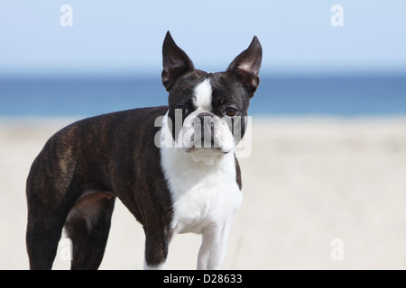 Hund Boston Terrier adult (weiß und gestromt) Porträt Stockfoto