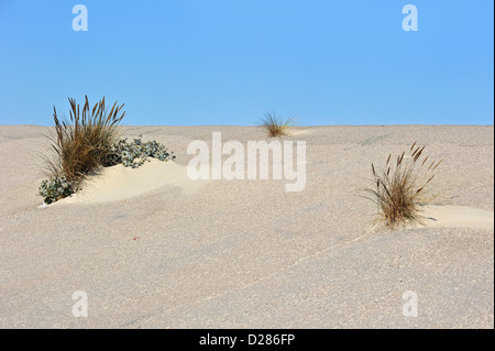 Europäische Dünengebieten Grass / Strandhafer (Ammophila Arenaria) und Meer Holly (Eryngium Maritimum) wachsen als Pionier Arten am Deich Stockfoto