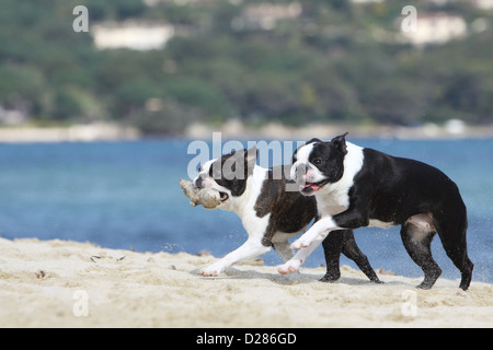 Hund Boston Terrier zwei Erwachsene verschiedenen Farben (weiß und gestromt, schwarz und weiß) laufen am Strand Stockfoto