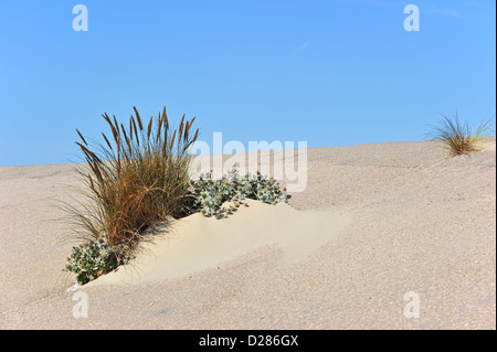 Europäische Dünengebieten Grass / Strandhafer (Ammophila Arenaria) und Meer Holly (Eryngium Maritimum) wachsen als Pionier Arten am Deich Stockfoto