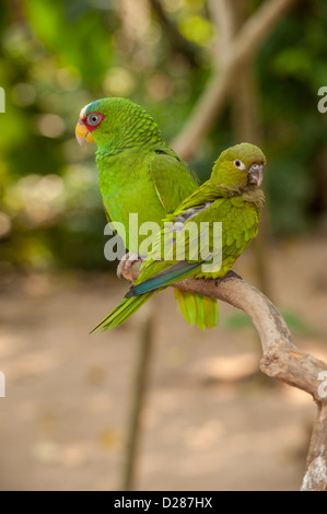 Mittelamerika, Honduras, Roatan, White-Fronted Amazon Parrot, Roatan Schmetterlingsgarten Stockfoto