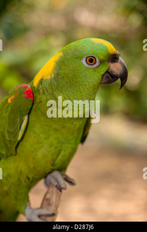 Mittelamerika, Honduras, Roatan, Roatan Schmetterlingsgarten, gelbe gekrönter Papagei Stockfoto