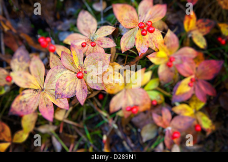 Nord-Amerika. USA. Alaska. Thompson-Pass. Herbst Farbe in den Bunchberries Stockfoto