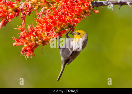 USA, Arizona, Sabino Canyon Sonora-Wüste. Verdin Fütterung auf Ocotillo Blüten. Kredit als Cathy & Gordon Illg / Jaynes Galerie Stockfoto