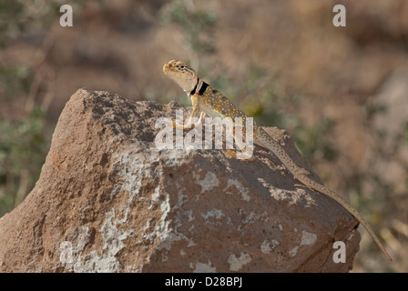 USA, California, Redding Canyon. Nahaufnahme des männlichen Great Basin collared Eidechse auf Felsen. Kredit als: Dave Welling / Jaynes Galerie Stockfoto